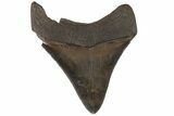 Serrated, Fossil Megalodon Tooth #74274-1